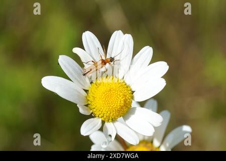 Weiblicher Falschblasenkäfer, Oedemera podagrariae. Familie Der Oedemeridae. Uber die Blume von Ochsenauge Gänseblümchen, marguerite, Leucanthemum vulgare. Sommer, Juni, Stockfoto