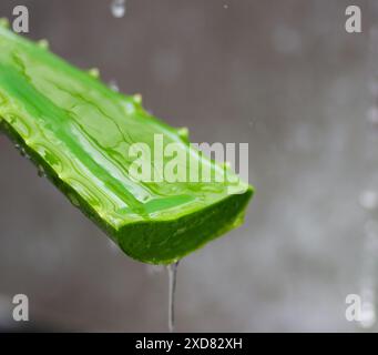 Nahaufnahme von Aloe Vera mit Gel-Tropfen. Stockfoto