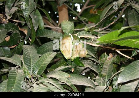 Asiatische Weberameise (Oecophylla smaragdina) Nest auf einem Baum : (Bild Sanjiv Shukla) Stockfoto