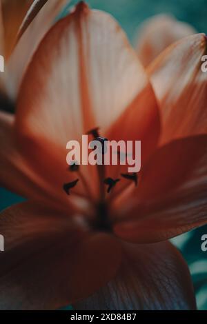 Lily Orange Flowers (Lilium Bulbiferum). Stockfoto