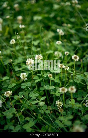 Ein weißer Klee blüht im Gras Stockfoto
