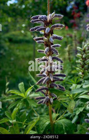 Lupinensamen in den Schoten Reifen im Garten Stockfoto