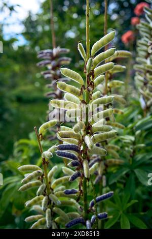 Lupinensamen in den Schoten Reifen im Garten Stockfoto