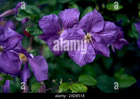 Lila Blüten von Clematis viticella, die am Zaun kriechen Stockfoto