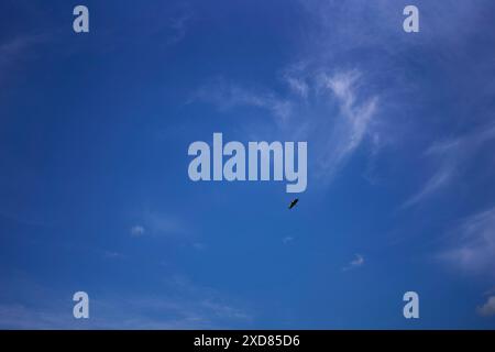 Ein Storch, der an einem Sommertag mit weißen Zirruswolken am Himmel kreist Stockfoto