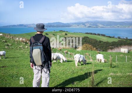 Mann genießt die Aussicht, während Schafe auf der Wiese weiden. Duder Regional Park. Auckland. Stockfoto