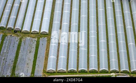 Erdbeerfelder mit Schutzabdeckung, Erdbeeranbau unter Folie, Bönninghauser Straße, Luftbild, Hostedde, Dortmund, Ruhrgebiet, Nordrhein-Westfalen, Deut Stockfoto