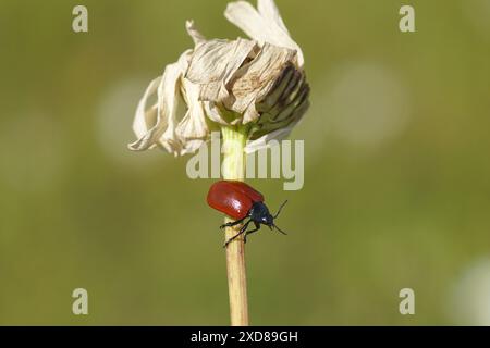 Roter Pappelblattkäfer, Chrysomela populi, Familie Chrysomelidae auf der Unterseite einer alten Blume aus Ochsenaugen Gänseblümchen, marguerite, Leucanthemum vulgare. Stockfoto