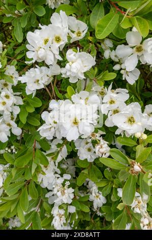 Nahaufnahme der weißen Exochorda macrantha Blüten im Frühjahr England Großbritannien Großbritannien Großbritannien Großbritannien Großbritannien Großbritannien Großbritannien Großbritannien Großbritannien Großbritannien Großbritannien Großbritannien Großbritannien Großbritannien Großbritannien Großbritannien Großbritannien Großbritannien Großbritannien Großbritannien Stockfoto