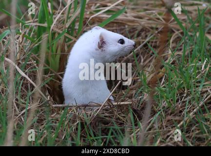 Nahaufnahme des Kopfes des Eurasischen Stoat (Mustela erminea) im Winterfell. Er taucht aus seiner Höhle auf. Stockfoto