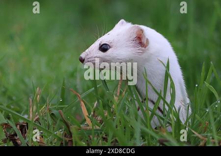 Nahaufnahme des Kopfes des Eurasischen Stoat (Mustela erminea) im Winterfell. Er taucht aus seiner Höhle auf. Stockfoto