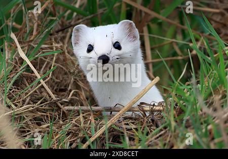 Nahaufnahme des Kopfes des Eurasischen Stoat (Mustela erminea) im Winterfell. Er taucht aus seiner Höhle auf. Stockfoto