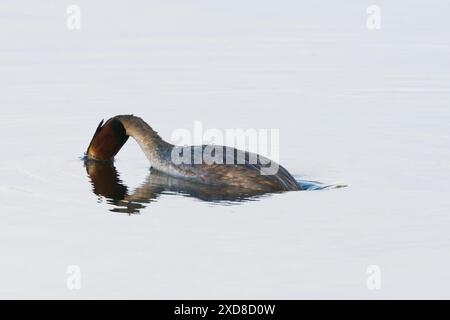 Toller Haubenvogel taucht einfach unter dem Wasser und sucht nach Fischen, die man an den Lackford Lakes fressen kann Stockfoto