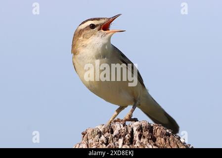 Nahaufnahme eines eurasischen Sedge Warbler (Acrocephalus schoenobaenus) im Lied Stockfoto