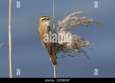 Europäischer Sedler (Acrocephalus schoenobaenus) singt im Schilf Stockfoto