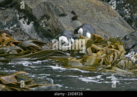 Fiordland crested penguin Eudyptes pachyrhynchus auf felsigen Ufer Neuseeland Stockfoto