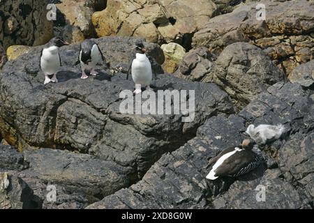 Rockhopper penguin Eudyptes chrysocome landete vor kurzem Erwachsene auf küstennahen Felsen in der Nähe von Seetang gans Chloephaga hybrida weibliche und gosling Falkland Inseln Stockfoto