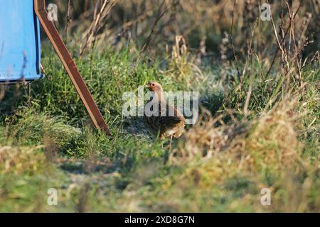 Rebhuhn Perdix perdix Weibchen in der Nähe der Saatguttank Stockfoto