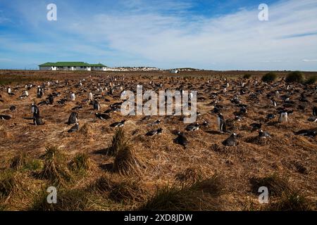 Gentoo Pinguin Pygoscelis papua Kolonie in der Nähe der Lodge Sea Lion Island Falkland Inseln November 2015 Stockfoto