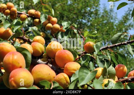 Nahaufnahme des Reifen Bio-Aprikosenzweigs im Obstgarten an sonnigen Sommertagen Stockfoto