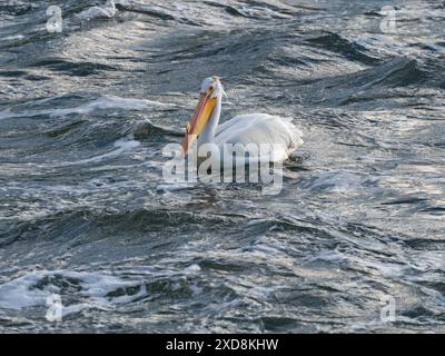 Amerikanischer weißer Pelikan Pelicanus erythrorhynchos am Jackson Lake, Grand Teton National Park, Wyoming, USA, Juni 2019 Stockfoto