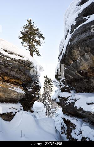 Verschneite Kiefer zwischen zwei Felsformationen im Winter Stockfoto