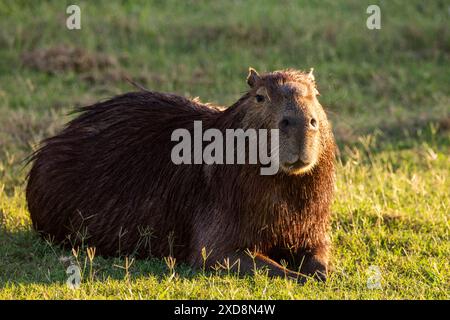 Capybara liegt auf dem Boden in Süd-Pantanal, Brasilien Stockfoto