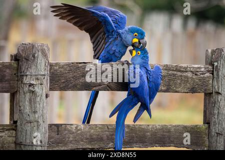 Blaue Hyazinthen-Aras spielen und schlagen ihre Flügel auf Holzzaun Stockfoto