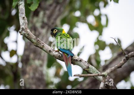 Gelbkragen-Ara im südlichen Pantanal Stockfoto