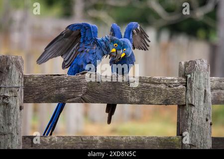 Blaue Hyazinthen-Aras spielen und schlagen ihre Flügel auf Holzzaun Stockfoto