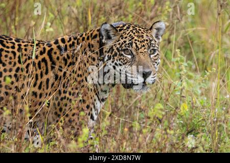 Jaguar (Panthera onca) trägt GPS-Tracking-Kragen im Pantanal Stockfoto