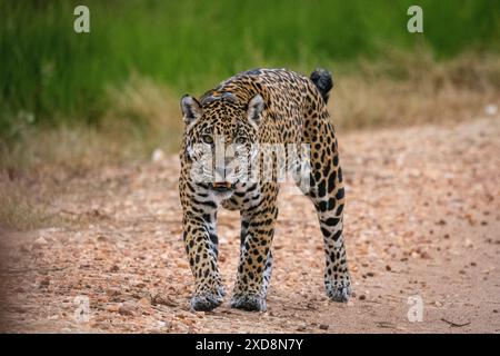 Jaguar (Panthera onca) trägt GPS-Tracking-Kragen im Pantanal Stockfoto