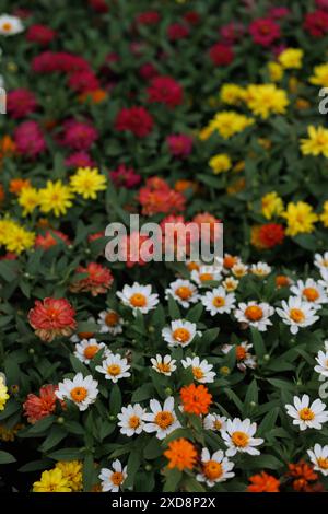 Ein lebendiges Blumenbeet mit einer Vielzahl von bunten Zinnien in voller Blüte. Stockfoto