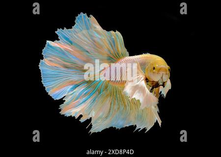 goldener Betta-Fisch-Halbmond-Dumbo-Ohr Stockfoto