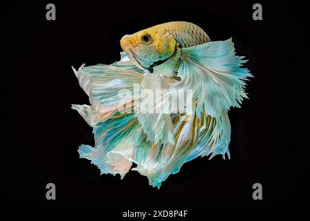 goldener Betta-Fisch-Halbmond-Dumbo-Ohr Stockfoto