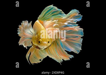 goldener Betta-Fisch-Halbmond-Dumbo-Ohr Stockfoto