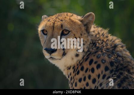 Nahaufnahme eines schönen Geparden. Stockfoto