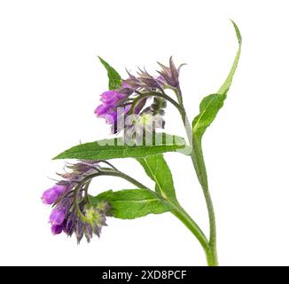 Beinwell-Blüten isoliert auf weißem Hintergrund. Symphytum officinale Pflanze. Beinwell-Busch mit Blumen. Pflanzliche Medizin. Beschneidungspfad Stockfoto