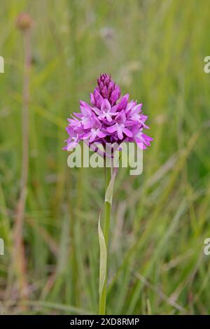 PyramidenOrchidee im Rough Banks Nature Reserve in den Cotswolds UK Stockfoto