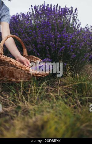 Weibliche Hände, die Lavendel pflücken Stockfoto
