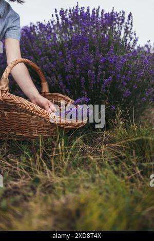 Weibliche Hände, die Lavendel pflücken Stockfoto