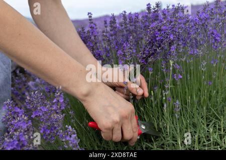 Weibliche Hände, die Lavendel pflücken Stockfoto