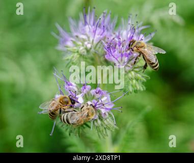 Honigbiene auf phacelia-Blüte sammelt Nektar und Pollen Stockfoto