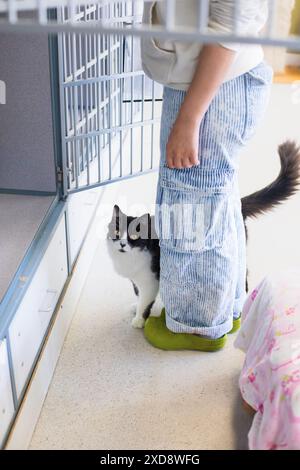 Eine Katze mit einzigartigen Markierungen blickt auf, während die Person bei Shelter Kennels steht Stockfoto