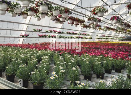 Blumen und Pflanzen in einem Gewächshaus. Blumenkämling-Geschäft Stockfoto