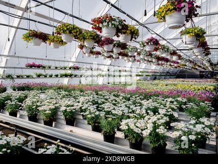 Blumen und Pflanzen in einem Gewächshaus. Blumenkämling-Geschäft Stockfoto