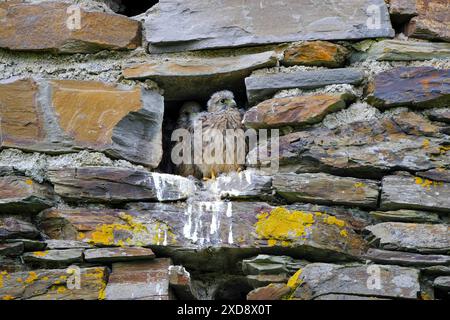 DEU, Deutschland, Nordrhein-Westfalen, Ruhrgebiet, Essen, 12.06.2024: junge Falken warten auf die Fütterung in einem Nest in einem alten Gemäuer in Briedel an der Mosel in Rheinland-Pfalz *** DEU, Deutschland, Nordrhein-Westfalen, Ruhrgebiet, Essen, 12 06 2024 junge Falken, die in einem Nest in einem alten Gebäude in Briedel an der Mosel in Rheinland-Pfalz gefüttert werden Stockfoto