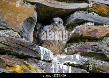 DEU, Deutschland, Nordrhein-Westfalen, Ruhrgebiet, Essen, 12.06.2024: junge Falken warten auf die Fütterung in einem Nest in einem alten Gemäuer in Briedel an der Mosel in Rheinland-Pfalz *** DEU, Deutschland, Nordrhein-Westfalen, Ruhrgebiet, Essen, 12 06 2024 junge Falken, die in einem Nest in einem alten Gebäude in Briedel an der Mosel in Rheinland-Pfalz gefüttert werden Stockfoto