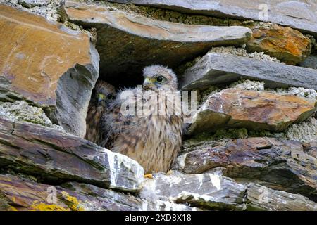DEU, Deutschland, Nordrhein-Westfalen, Ruhrgebiet, Essen, 12.06.2024: junge Falken warten auf die Fütterung in einem Nest in einem alten Gemäuer in Briedel an der Mosel in Rheinland-Pfalz *** DEU, Deutschland, Nordrhein-Westfalen, Ruhrgebiet, Essen, 12 06 2024 junge Falken, die in einem Nest in einem alten Gebäude in Briedel an der Mosel in Rheinland-Pfalz gefüttert werden Stockfoto