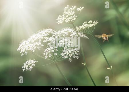 Weiße Goutweed-Blüten und fliegende Honigbiene. Erd-Holunderblüte Pflanze. Romantische, traumhafte Garteneindrücke. Stockfoto